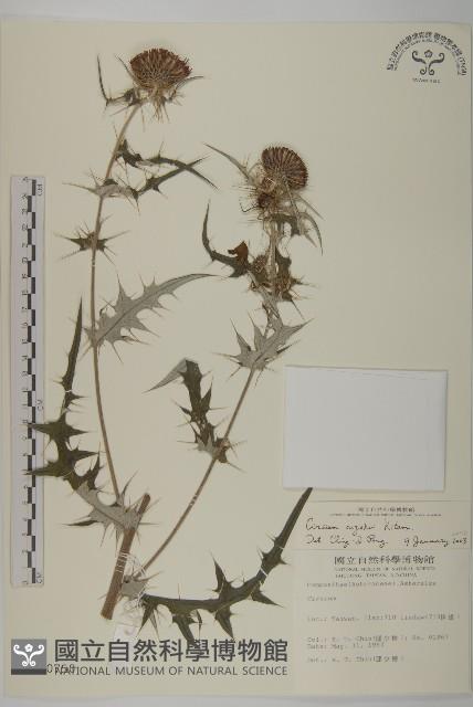 鈴木氏薊藏品圖，第1張