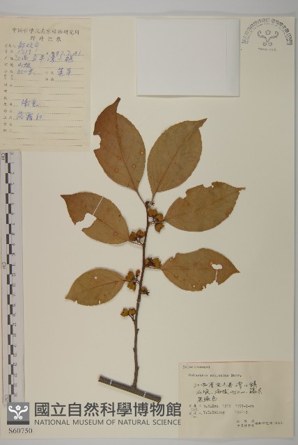 過山楓藏品圖，第1張