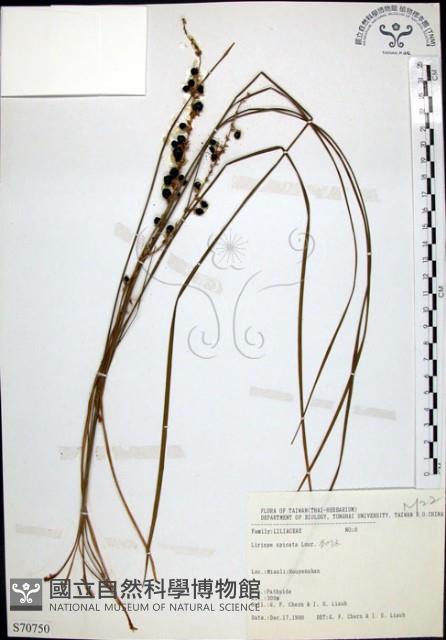 麥門冬藏品圖，第1張