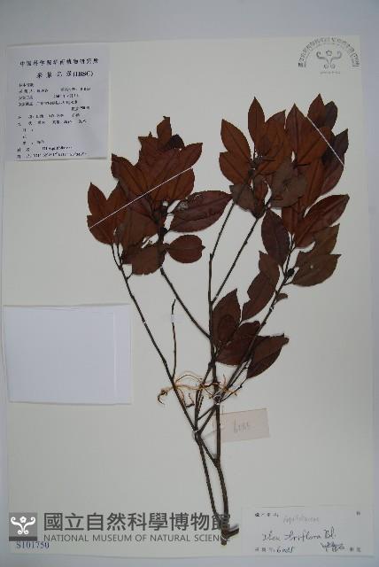 三花冬青藏品圖，第1張