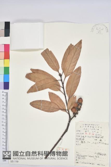 短尾葉石櫟、綿柯藏品圖，第1張