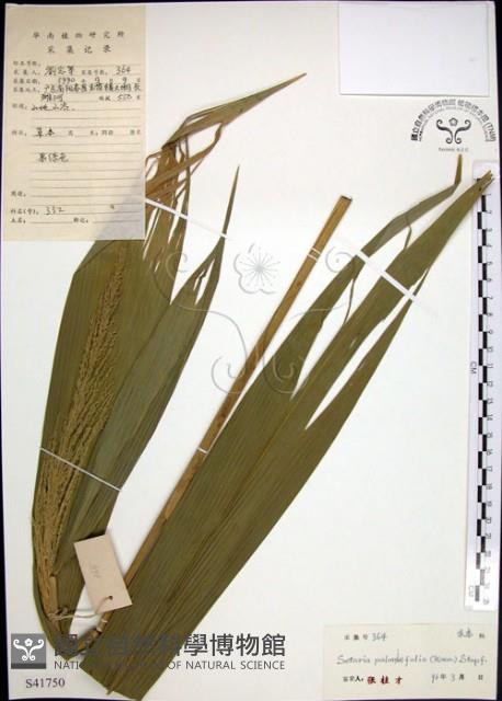 棕葉狗尾草藏品圖，第1張