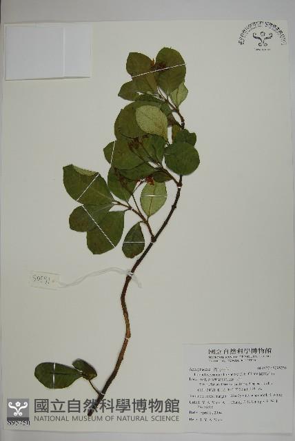 蘭嶼絡石藏品圖，第1張