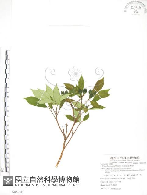 天仙果、臺灣榕藏品圖，第1張