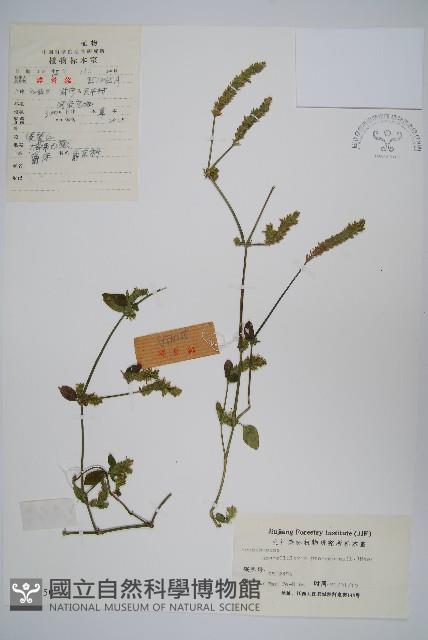 爵床、六角英藏品圖，第1張