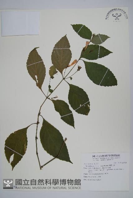 臺灣馬藍藏品圖，第1張