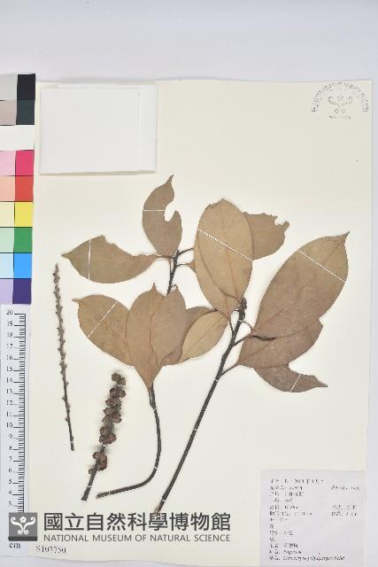 多穗石櫟藏品圖，第1張