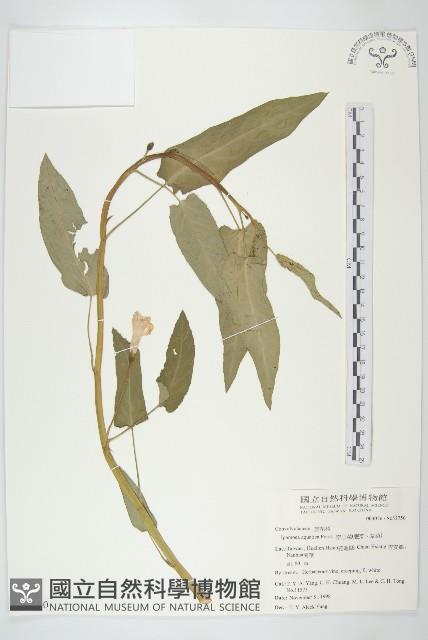 甕菜、空心菜藏品圖，第1張