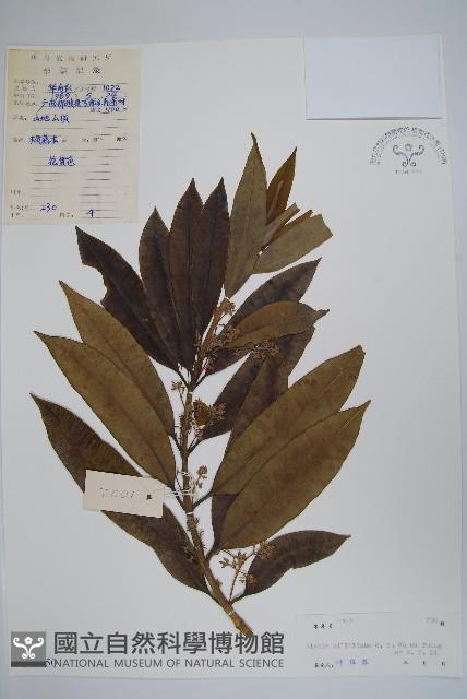 毛葉鏈珠藤藏品圖，第1張