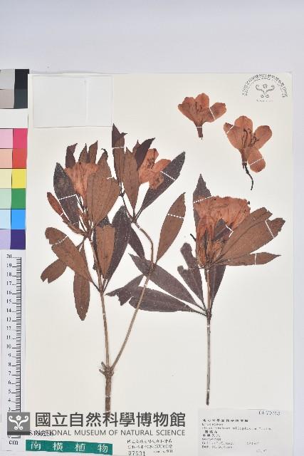 西施花、青紫木藏品圖，第1張