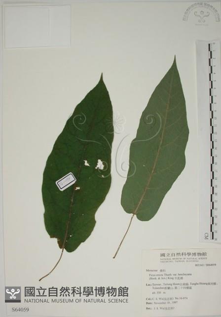 牛乳榕藏品圖，第1張