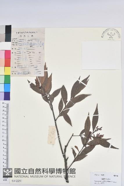 鐮葉越橘藏品圖，第1張