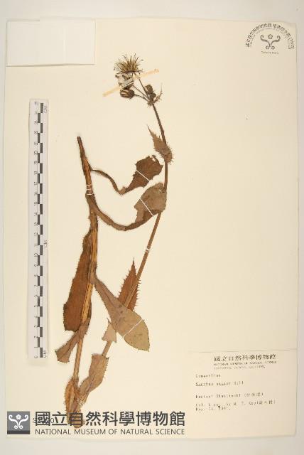 鬼苦苣菜藏品圖，第1張