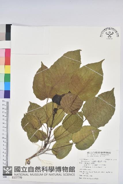 沙盒樹、響盒樹、洋紅藏品圖，第1張