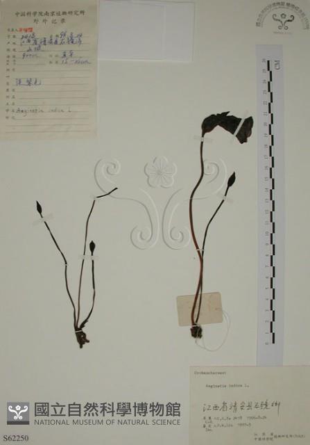 野菰藏品圖，第1張