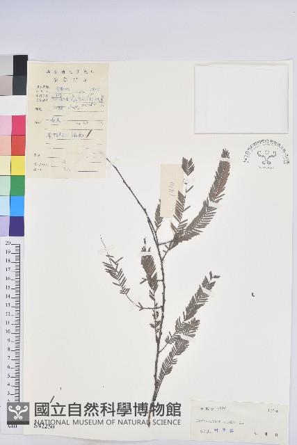 油柑藏品圖，第1張