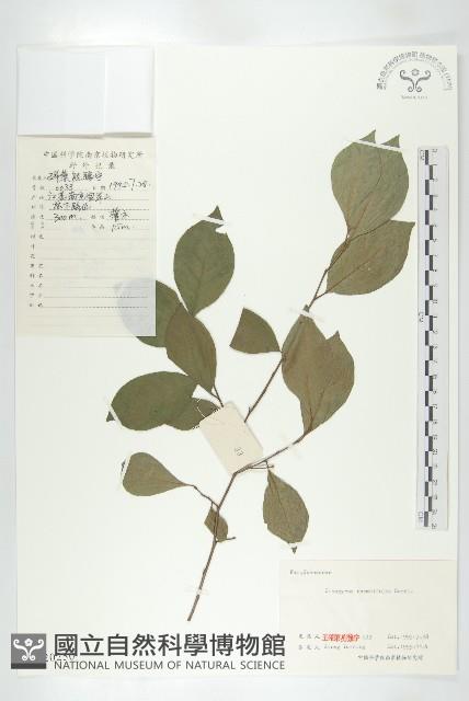 菱葉柿藏品圖，第1張