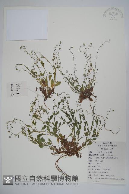 附地菜藏品圖，第1張