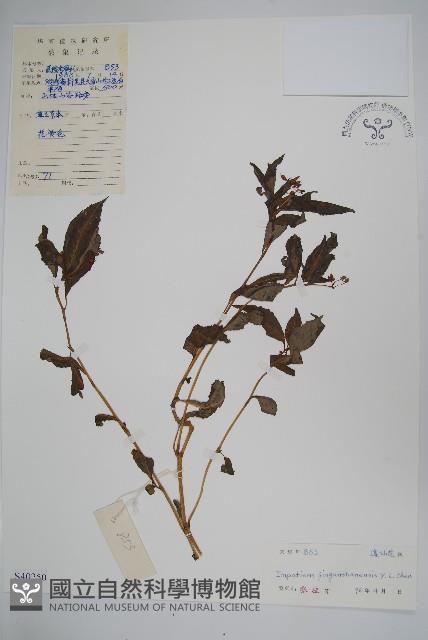 登錄號:S040250藏品圖，第1張