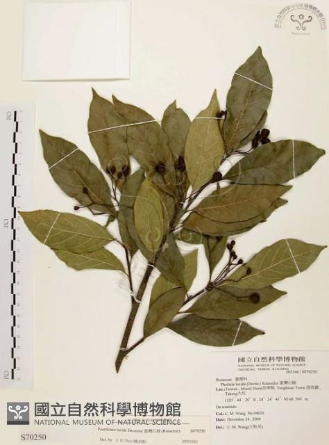 臺灣石楠藏品圖，第1張