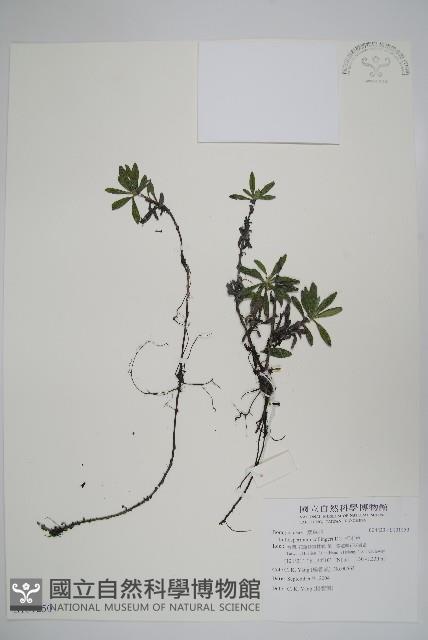 梓木草藏品圖，第1張