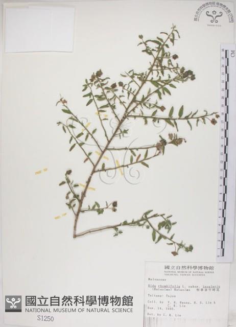 Accession Number:S001250 Collection Image