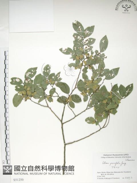 紅雞油、榔榆藏品圖，第1張