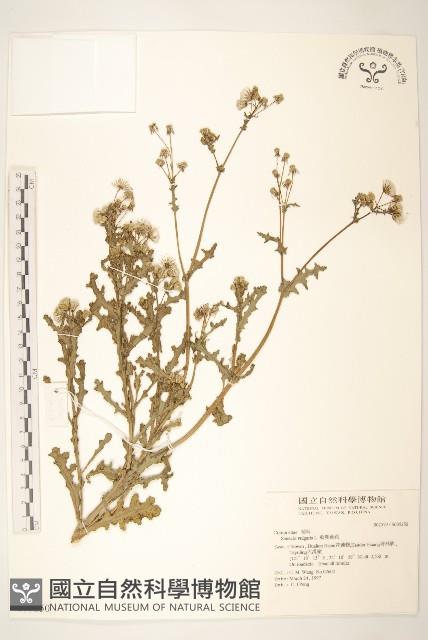 歐洲黃菀藏品圖，第1張