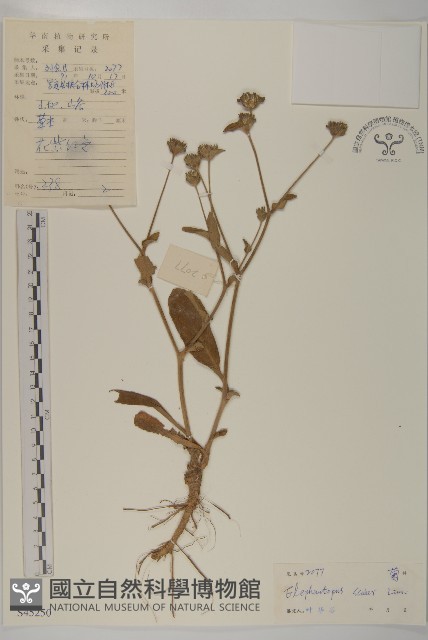 燈豎朽藏品圖，第1張
