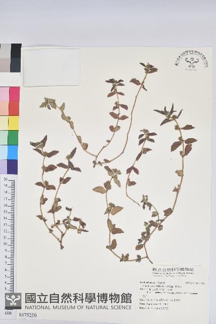 飛揚草藏品圖，第1張