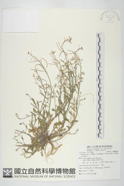 玉山筷子芥藏品圖，第1張