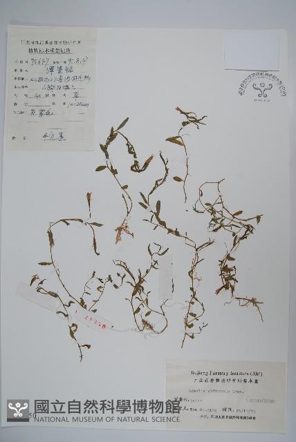 半邊蓮、鐮磨仔草藏品圖，第1張