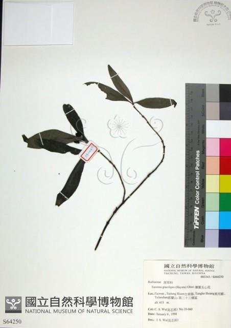 薄葉玉心花藏品圖，第1張