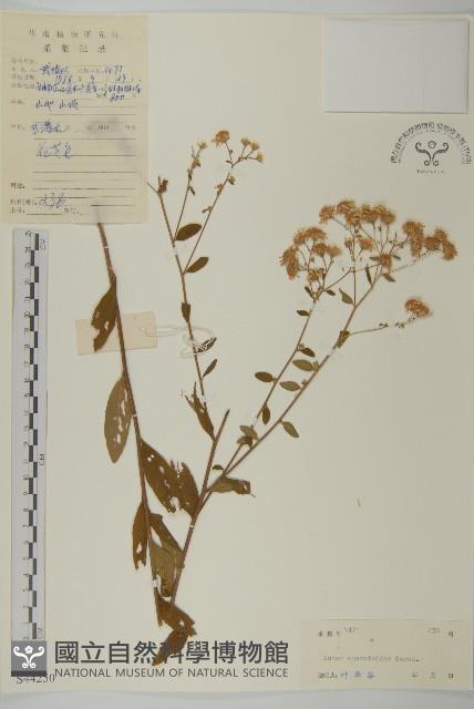 山白蘭藏品圖，第1張