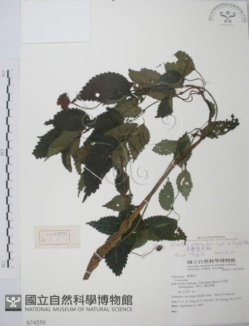 長梗盤花麻藏品圖，第1張