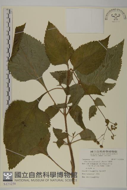 下田菊藏品圖，第1張