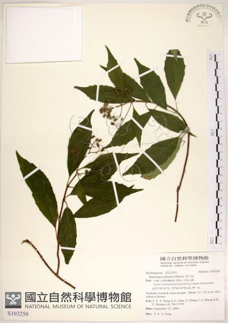 華八仙藏品圖，第1張