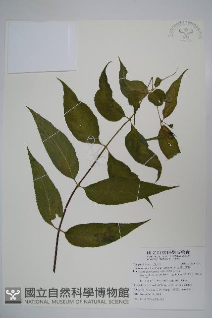 台灣土黨參藏品圖，第1張