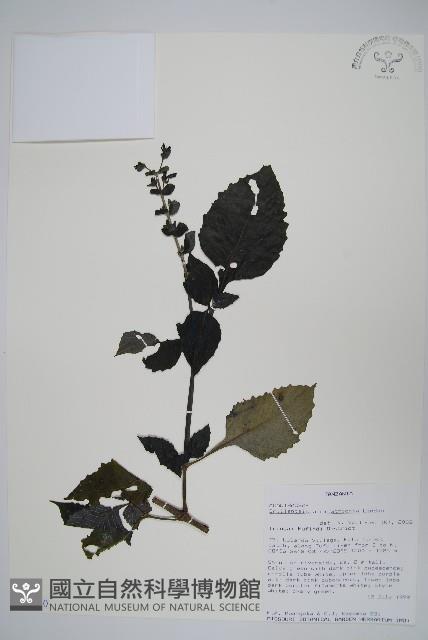 登錄號:S096450藏品圖，第1張