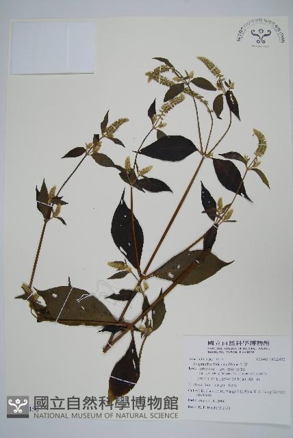 牛膝藏品圖，第1張