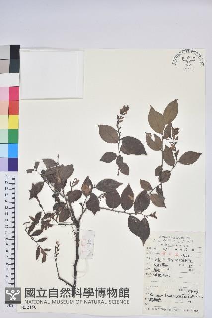 米飯花藏品圖，第1張