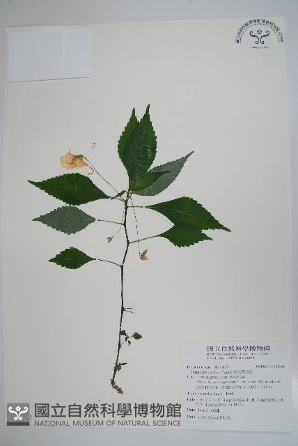 紫花鳳仙花藏品圖，第1張