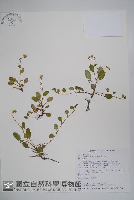 臺北附地草藏品圖，第1張