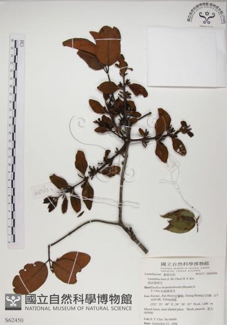 高氏桑寄生藏品圖，第1張