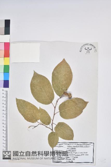 白木烏臼藏品圖，第1張