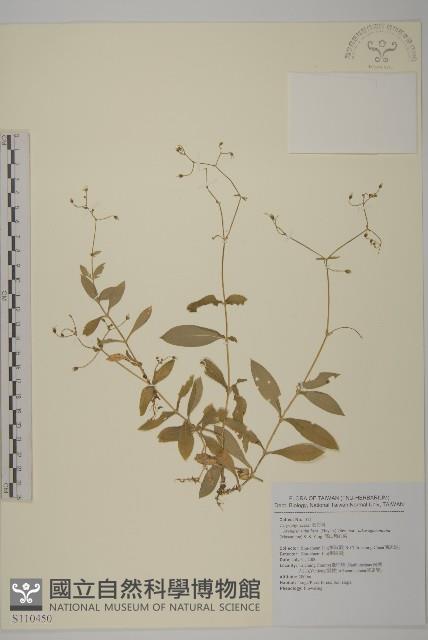 高山無心菜藏品圖，第1張