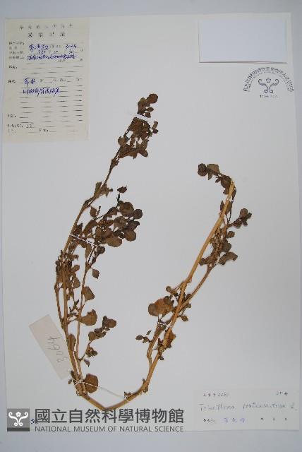 假海馬齒藏品圖，第1張