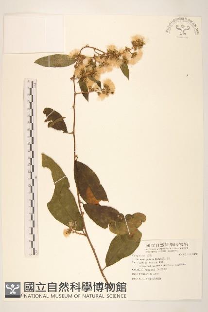 過山龍藏品圖，第1張