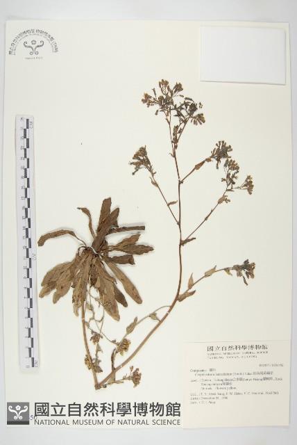 細葉假黃鵪菜藏品圖，第1張