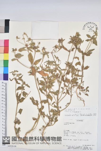 登錄號:S161450藏品圖，第1張